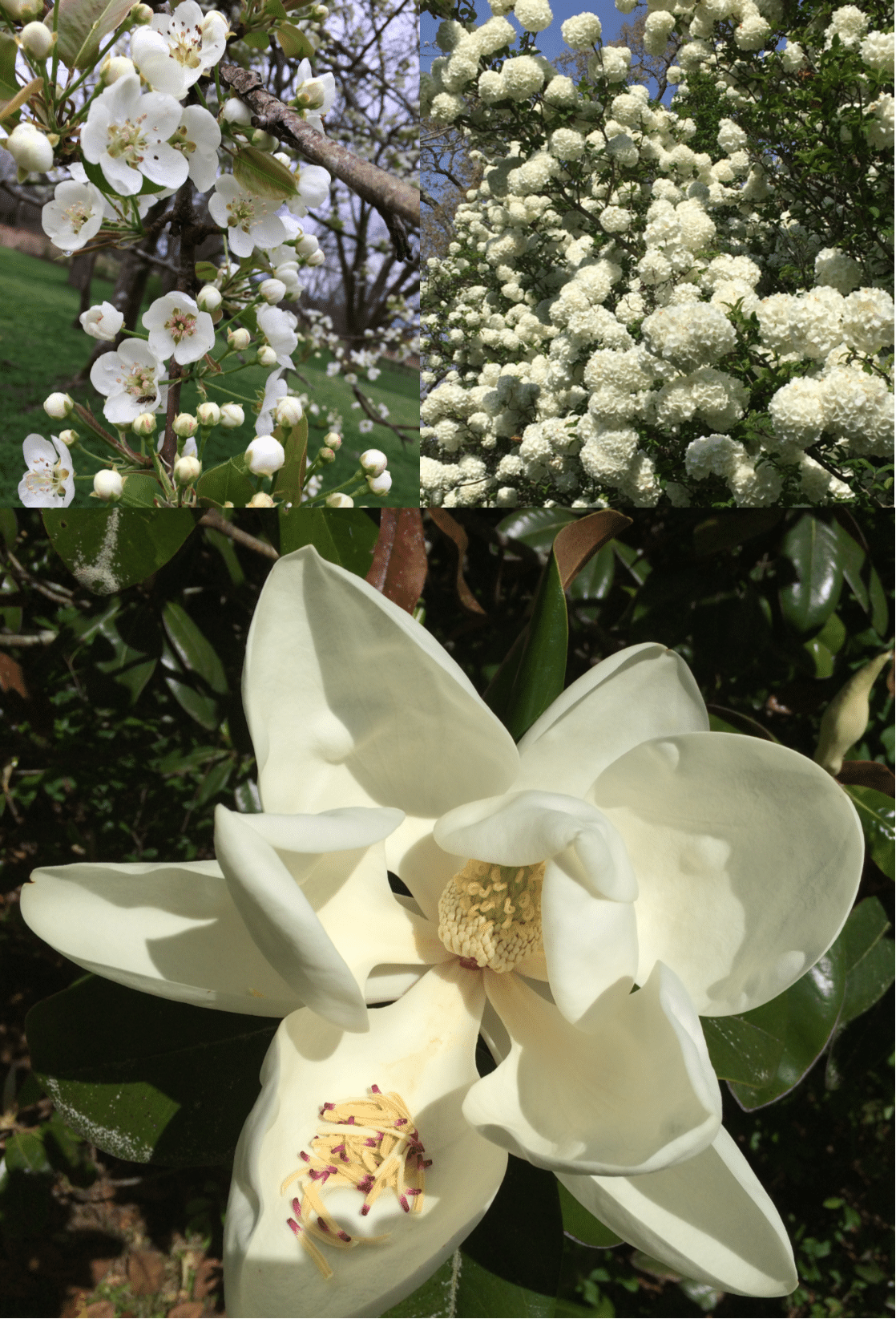 Matrix of Spring Blooms